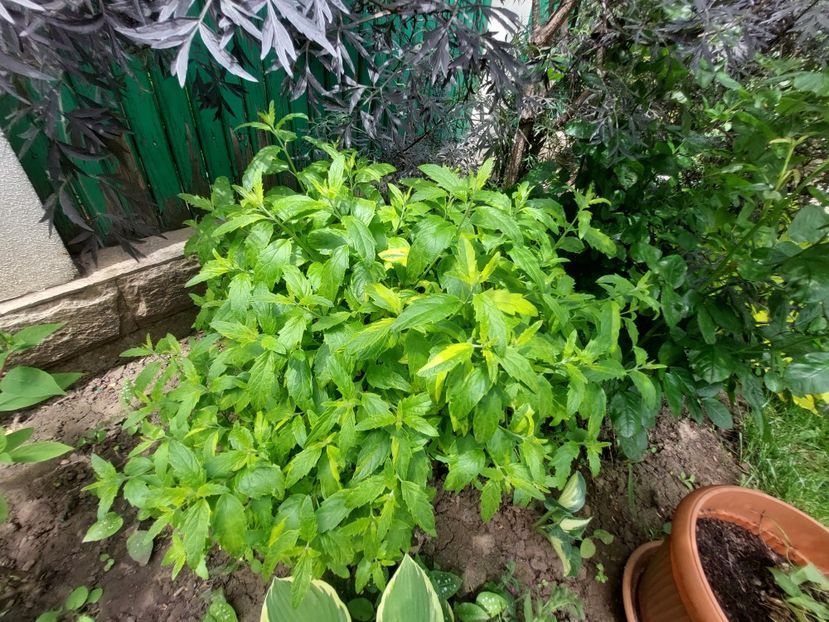  - 2023 mai continuare