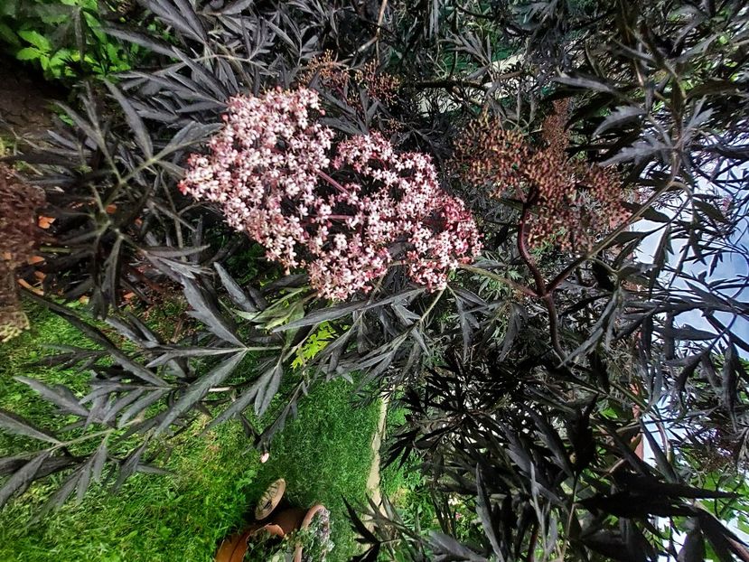  - 2023 mai continuare