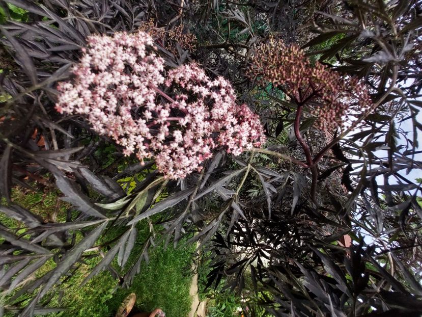  - 2023 mai continuare