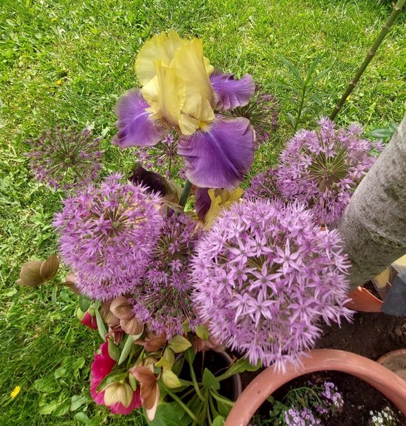  - 2023 mai continuare