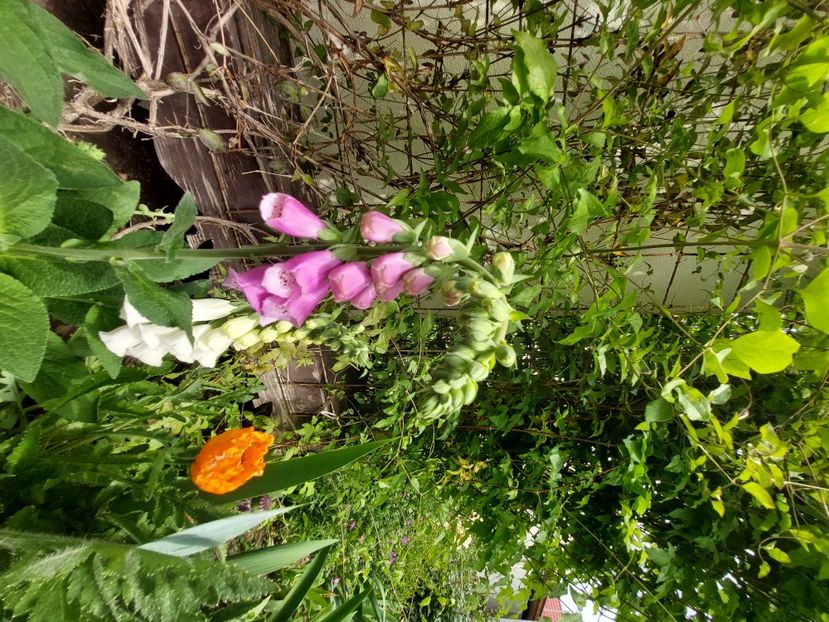  - 2023 mai continuare