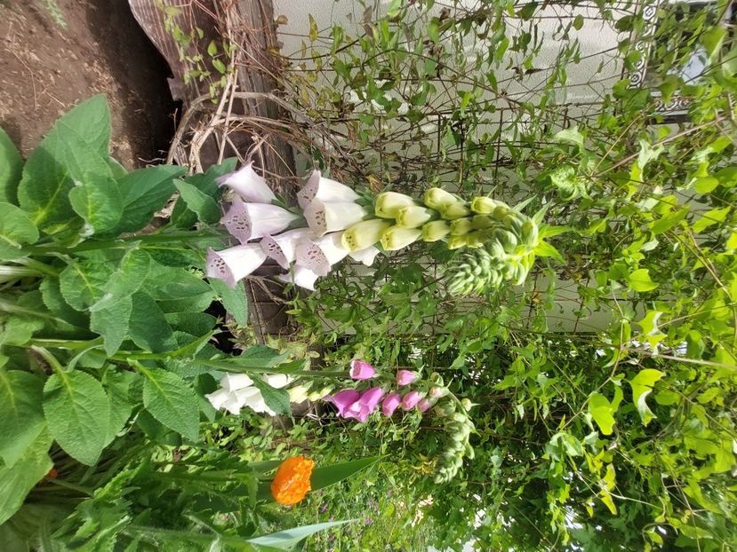  - 2023 mai continuare