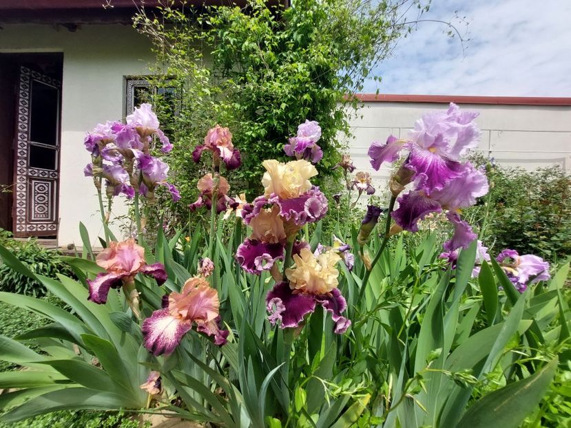  - 2023 mai continuare