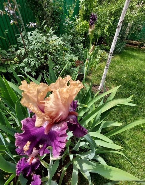  - 2023 mai continuare