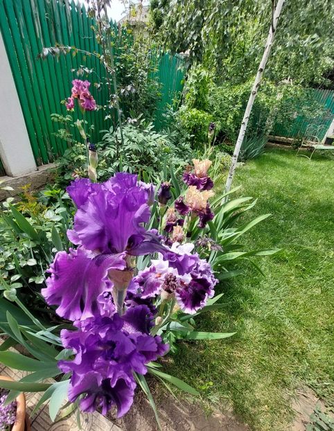  - 2023 mai continuare