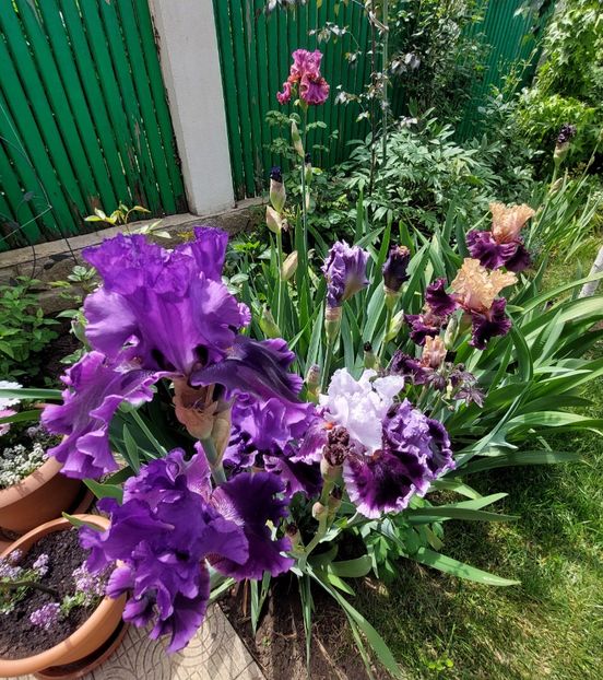  - 2023 mai continuare