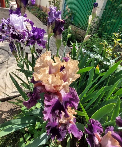  - 2023 mai continuare