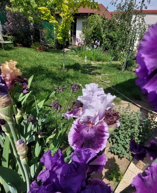  - 2023 mai continuare