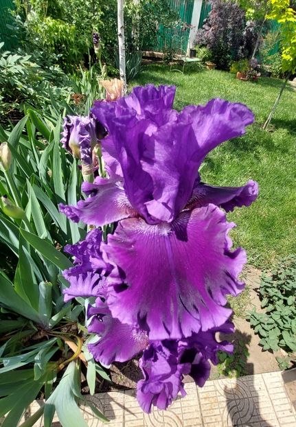  - 2023 mai continuare