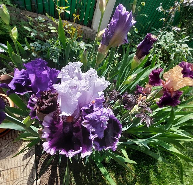  - 2023 mai continuare