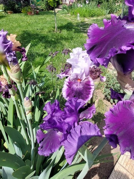  - 2023 mai continuare