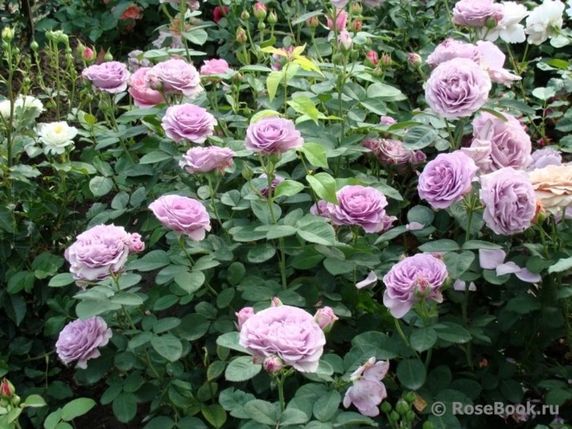  - Terra Limburgia - floribunda