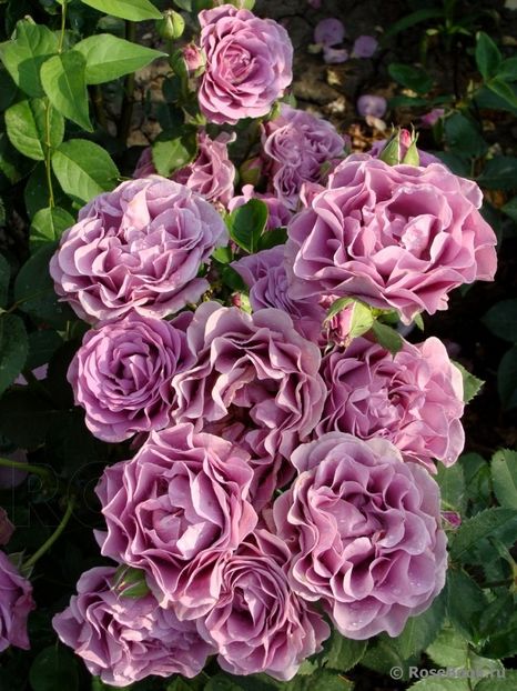  - Terra Limburgia - floribunda