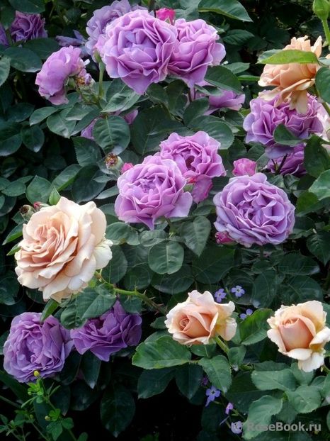  - Terra Limburgia - floribunda