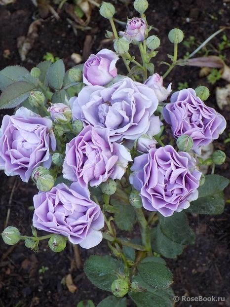  - Terra Limburgia - floribunda