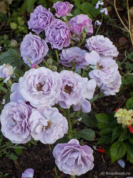  - Terra Limburgia - floribunda