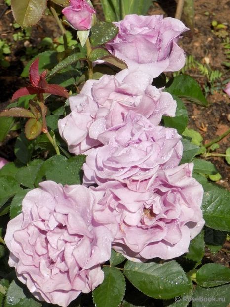  - Terra Limburgia - floribunda