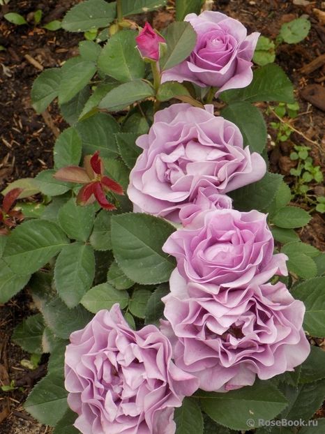  - Terra Limburgia - floribunda