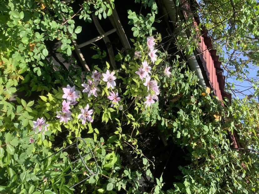 85587782-82B1-4859-8157-F19248F8480E - Clematis 2020