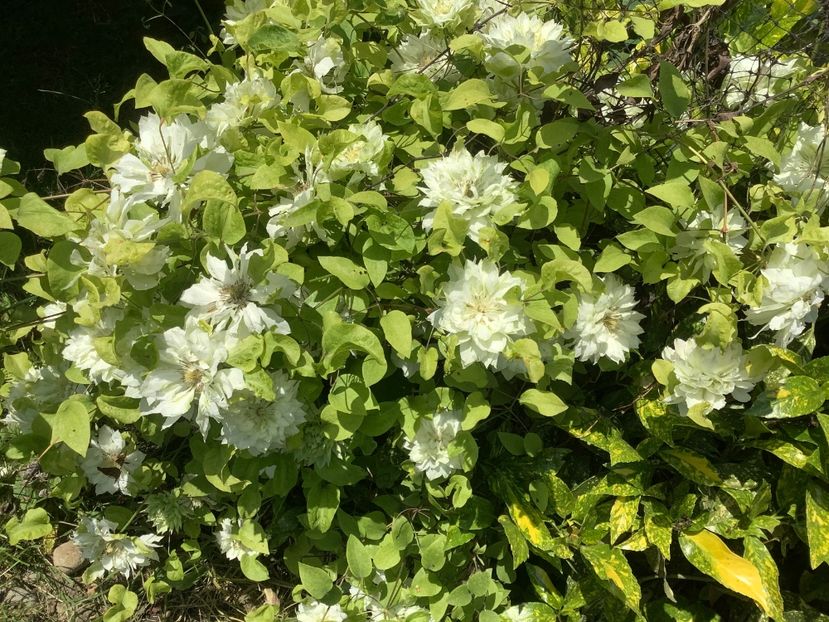 FFB76FFF-DA33-40C7-A7AC-A6C60AB9F059 - Clematis 2020