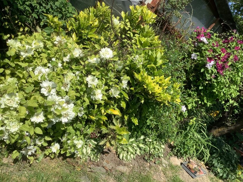 10A6349A-50C4-42AB-8F5F-B032AF3F5025 - Clematis 2020