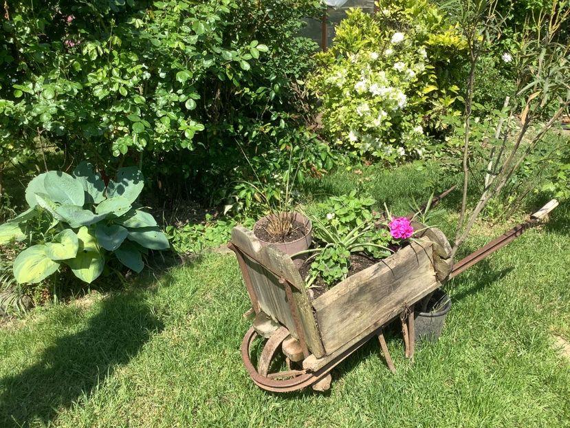 40934546-7AFF-453A-919A-29CE21FA3BBB - Clematis 2020