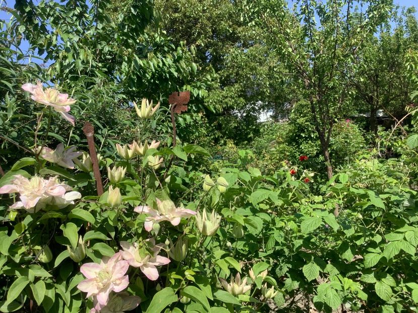 97A20832-E414-4990-8E5F-80C11E10F51A - Clematis 2020