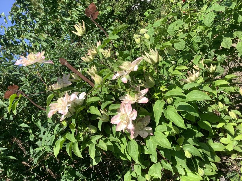 CDCAFD1A-F8BA-437C-82B0-3D82D17A2477 - Clematis 2020