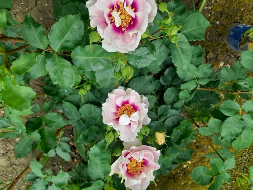  - 1 Bucurii nemuritoare 2023