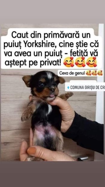 ❤️ dacă nu am avut-o în primăvara 2023 sper in primăvara lui 2024 sa o am - Anunț