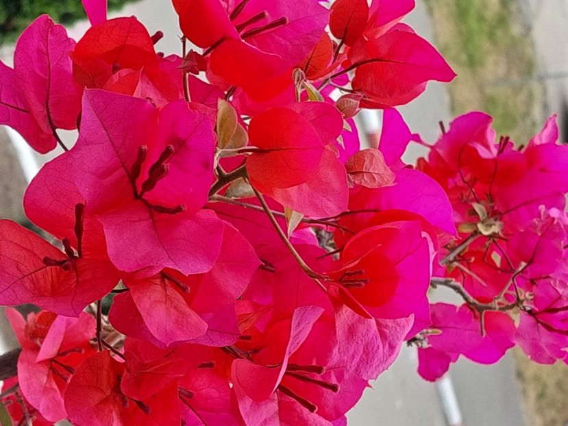  - Bougainvillea