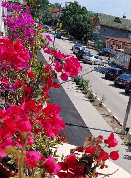 - Bougainvillea