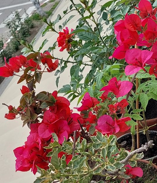  - Bougainvillea