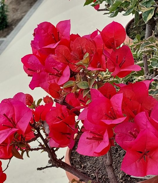  - Bougainvillea