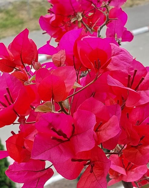  - Bougainvillea
