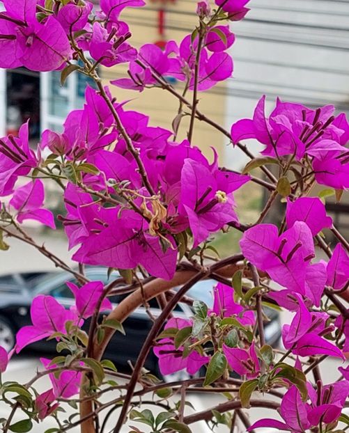  - Bougainvillea