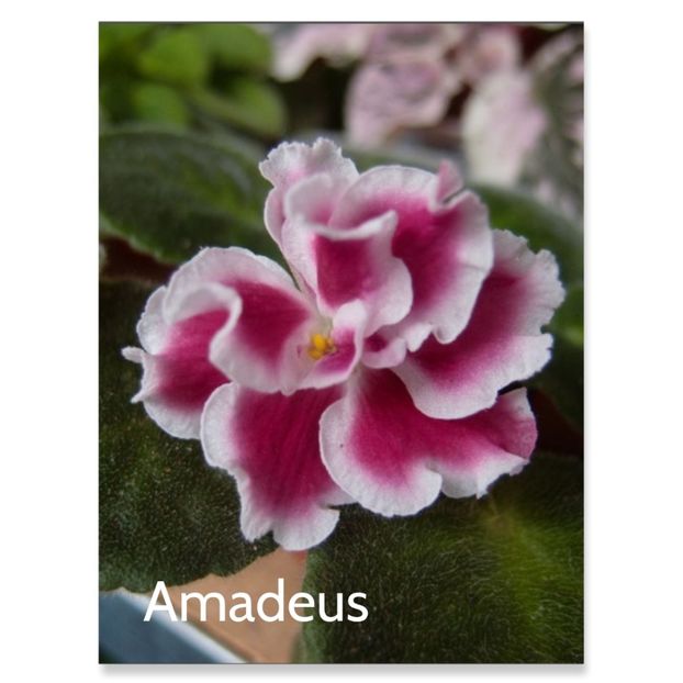 photocollage_2023527124247749 - Amadeus