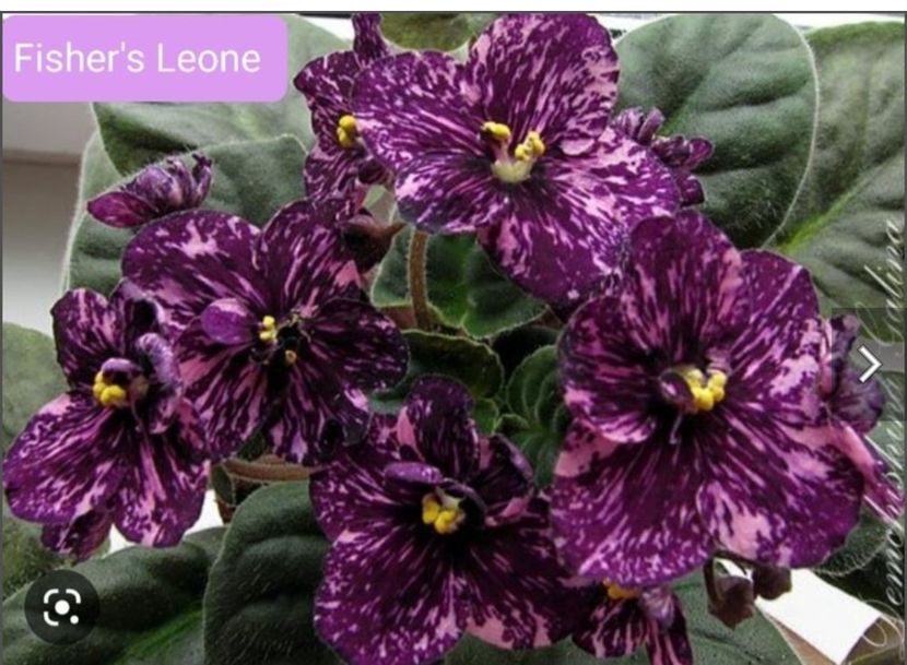 Screenshot_20230527_140412 - Fisher-s Leone