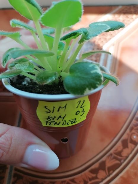  - Sim-Sim Tender Rose