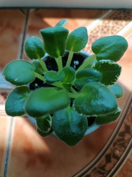  - Sim-Sim Tender Rose