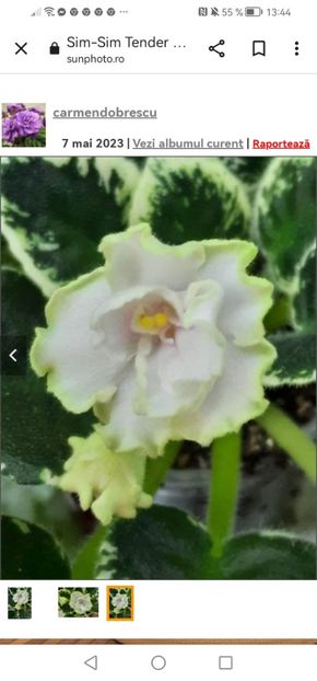 Screenshot_20230527_134454_com.android.chrome - Sim-Sim Tender Rose