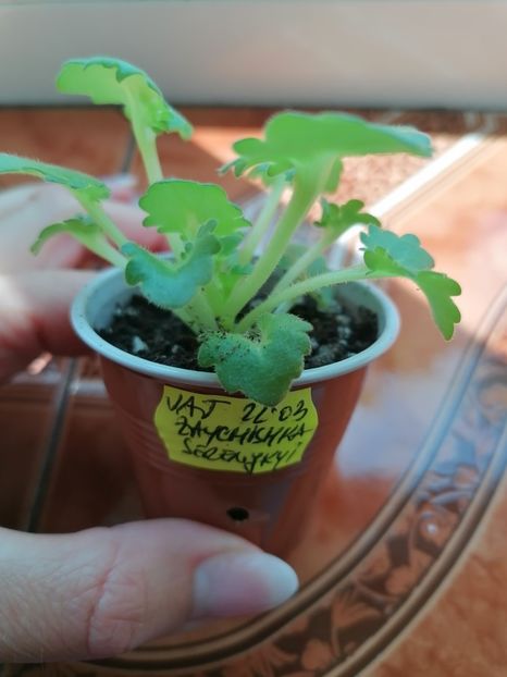  - Vat - Zaychishka Serenjkiy