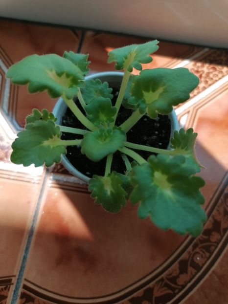  - Vat - Zaychishka Serenjkiy