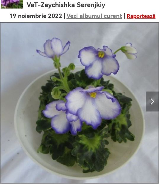 Screenshot_20230527_134250 - Vat - Zaychishka Serenjkiy