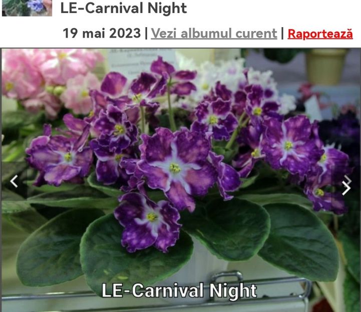 Screenshot_20230527_143306 - LE- Carnival Night