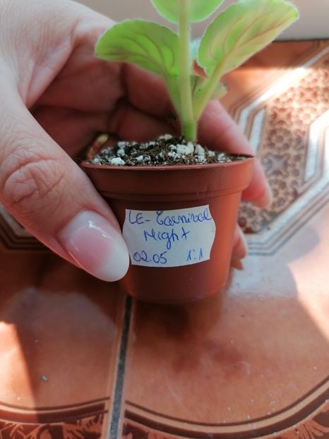  - LE- Carnival Night