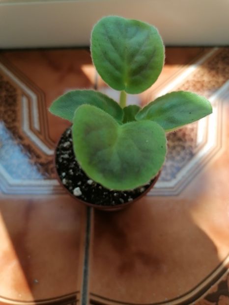  - LE- Carnival Night