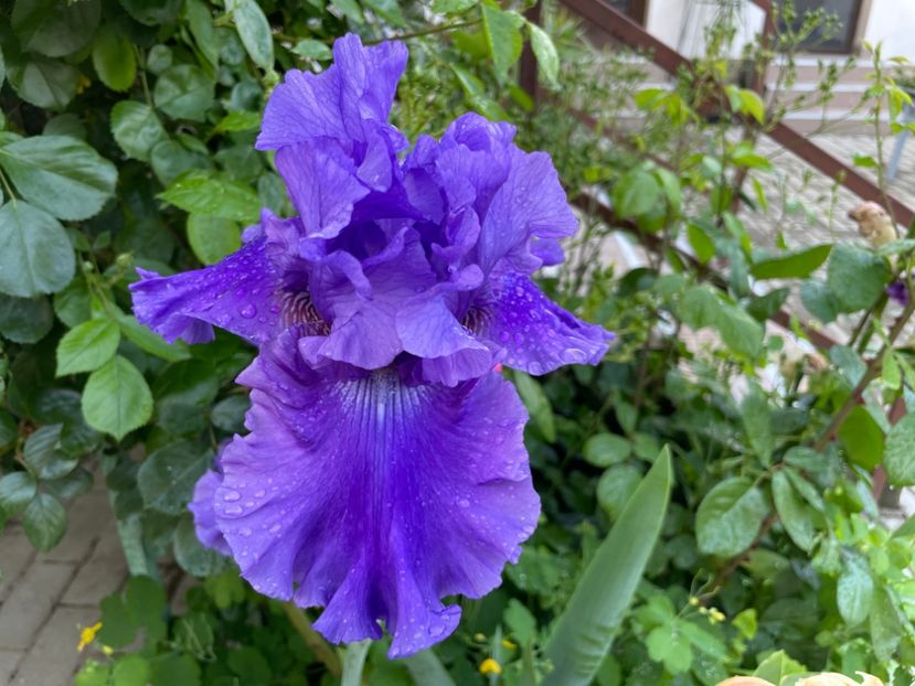 1B241DC7-731E-46A8-AFA2-958C4A146627 - 01 Iriși 2023