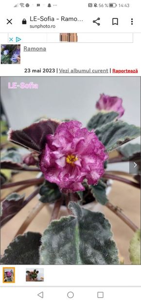 Screenshot_20230527_144343_com.android.chrome - LE Sofia