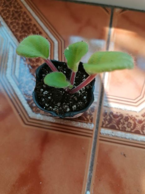  - Fredete-s Risen Star